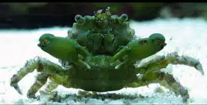 Emerald Crab