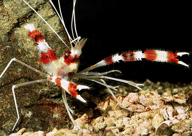 Coral Banded Shrimp – Detailed Guide: Care, Diet, and Breeding - Shrimp and  Snail Breeder