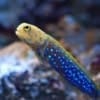 blue dot jawfish