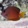 blue eye tang