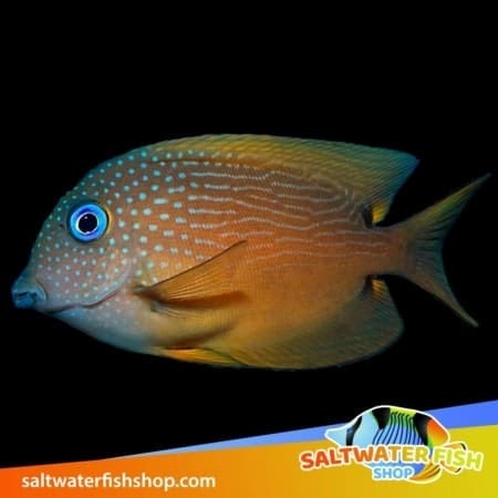 blue eye tang