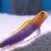 blue spot jawfish for sale