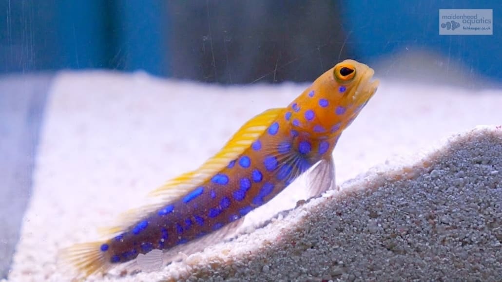 Blue Spotted Jawfish for sale blue spot jaw fish for sale online