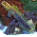 blue spotted jawfish