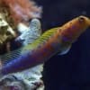 blue spotted jawfish for sale