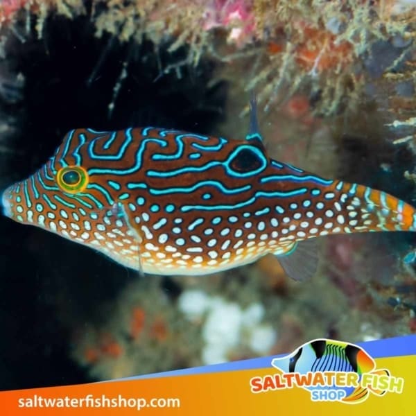 blue spotted puffer