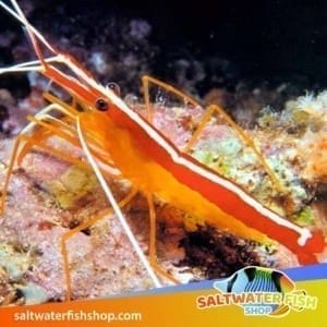 cleaner shrimp