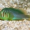 Green Clown Goby - Image 2