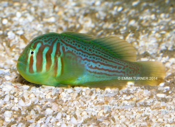 Green Clown Goby - Image 2