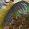 Green Clown Goby for sale