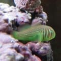 Green Goby