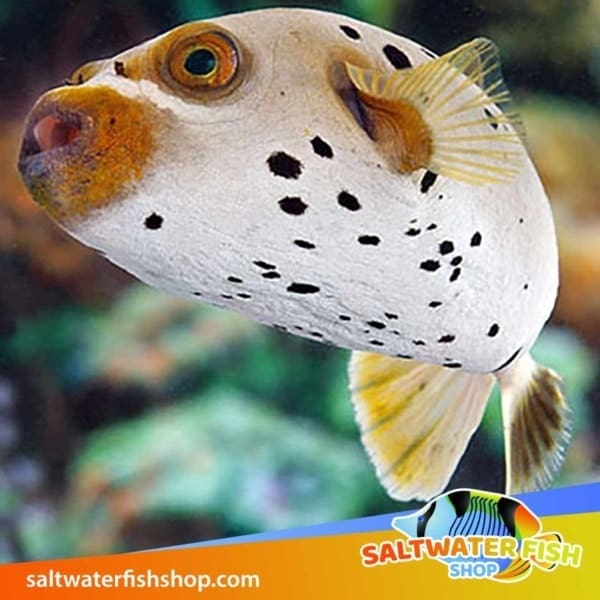 dogface puffer