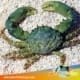 Emerald Crab