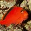 scarlet hawkfish