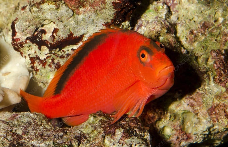 Flame Hawkfish Blue Tang Clownfish and Angelfish For Sale