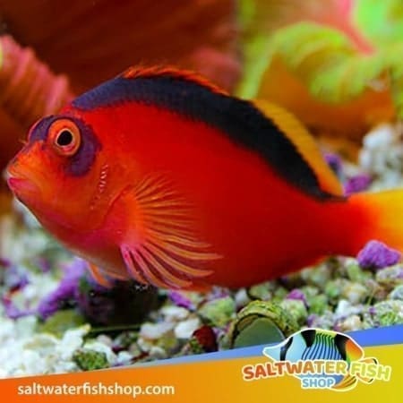 flame hawkfish