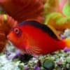 flame hawkfish