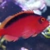 flame hawkfish for sale