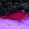 flame hawkfish for sale