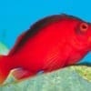 flame hawkfish for sale