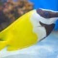 foxface fish for sale