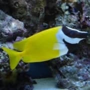Fox Face Fish for sale | Foxface Rabbitfish for sale online at best prices.