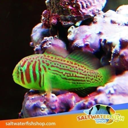 Green Clown Goby