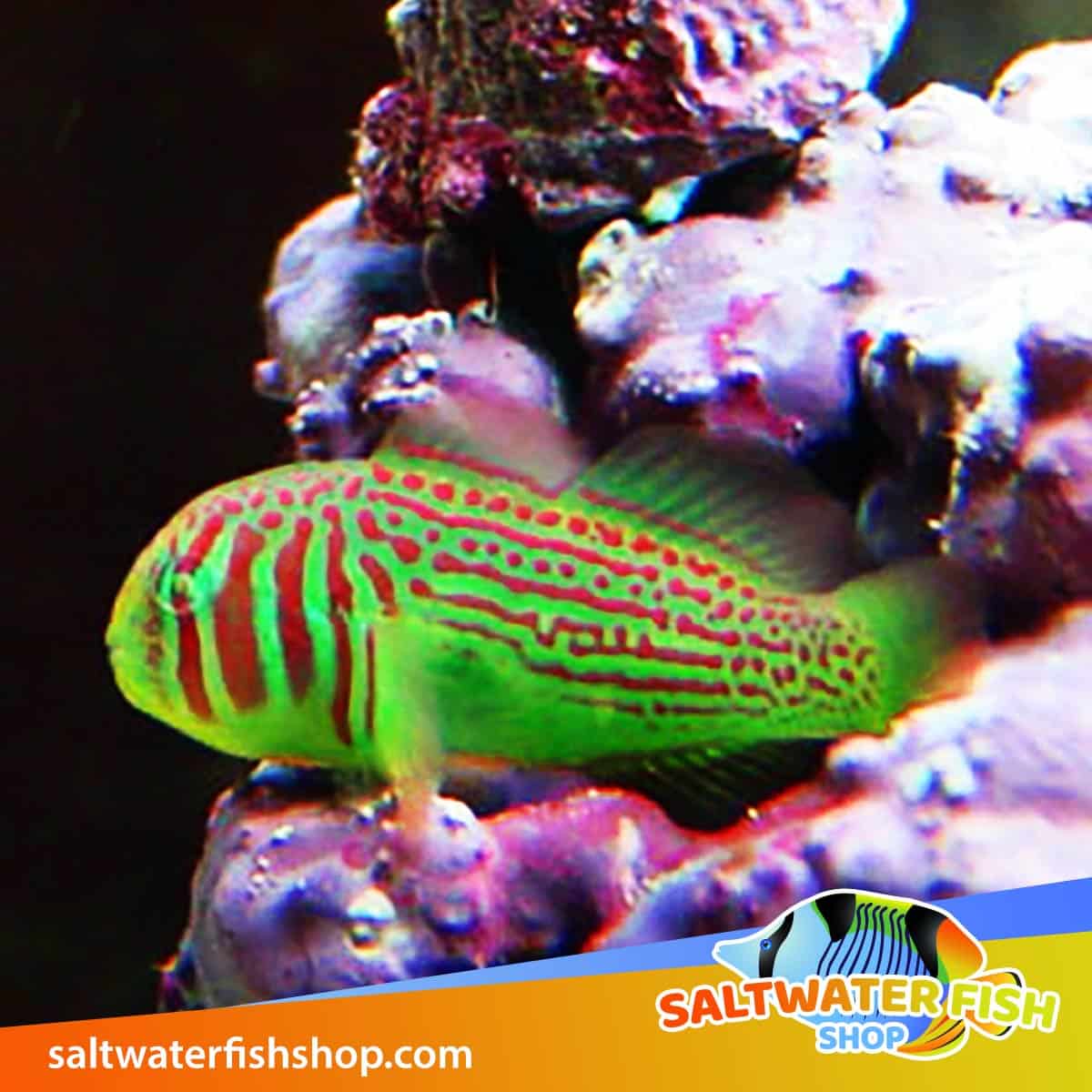Green clown goby care deals