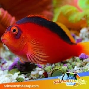 hawkfish for sale