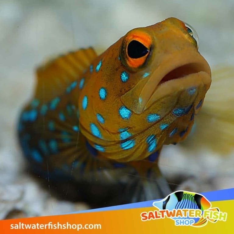 Blue Spotted Jawfish for sale blue spot jaw fish for sale online