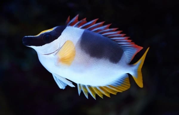 magnificent foxface for sale