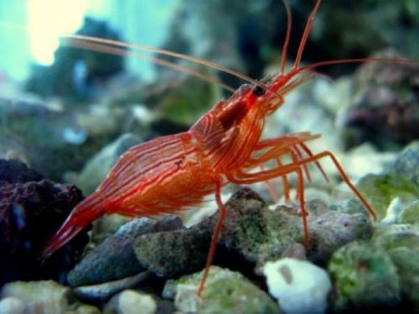 peppermint shrimp