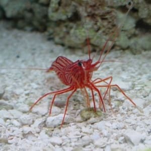 reef safe shrimp