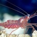 peppermint shrimp for sale