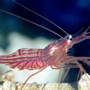 saltwater reef shrimp for sale