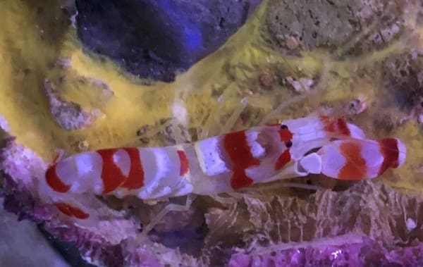 pistol shrimp