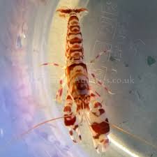 tiger pistol shrimp