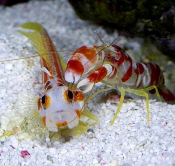Tiger Pistol Shrimp - Image 4