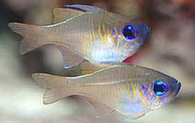 glass cardinal fish