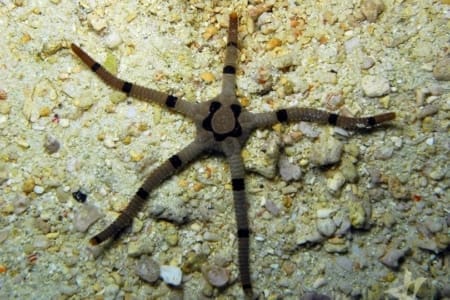 banded serpant starfish