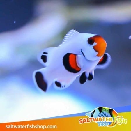 blizzard clownfish