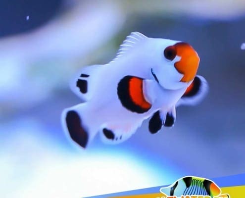 blizzard clownfish