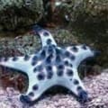 Chocolate Chip Starfish