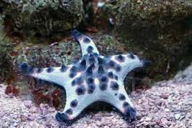 Chocolate Chip Starfish