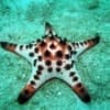 Chocolate chip starfish for sale