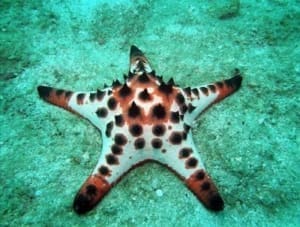 starfish