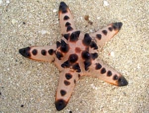 starfish for sale