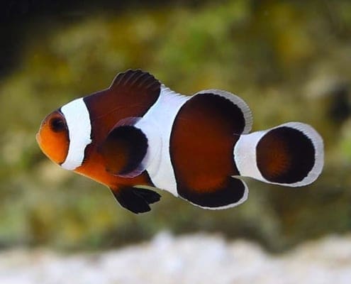 chocolate clownfish for sale