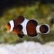 chocolate clownfish for sale