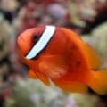 fire tomato hybrid clownfish